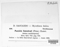 Puccinia convolvuli image